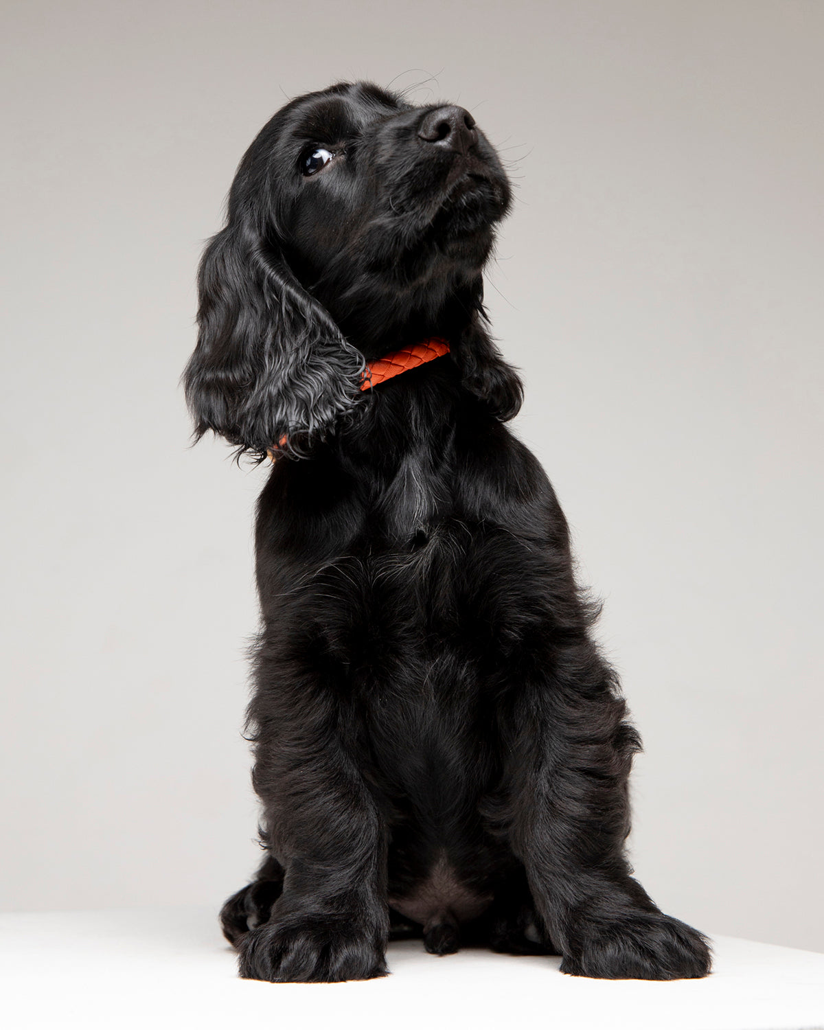 קולר לכלב, קולר עור לכלבים