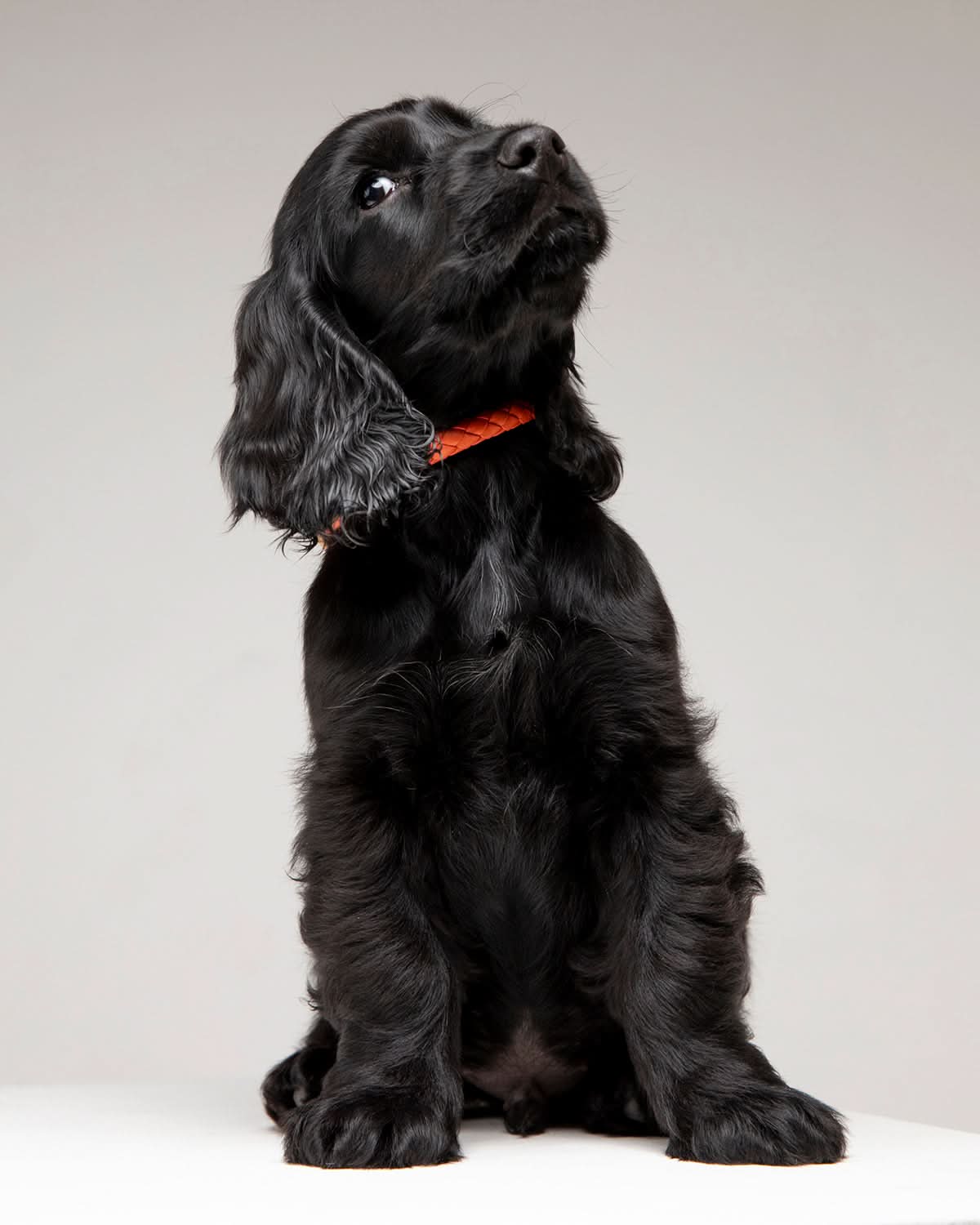 קולר לכלב, קולר עור לכלבים