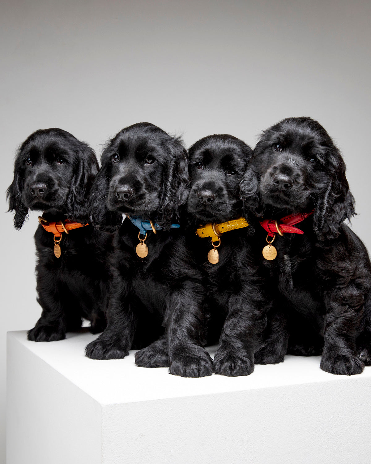 קולר לכלב, קולר עור לכלבים