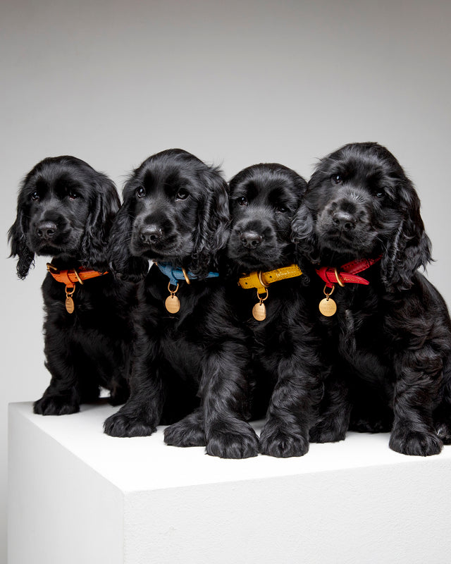 קולר לכלב, קולר עור לכלבים