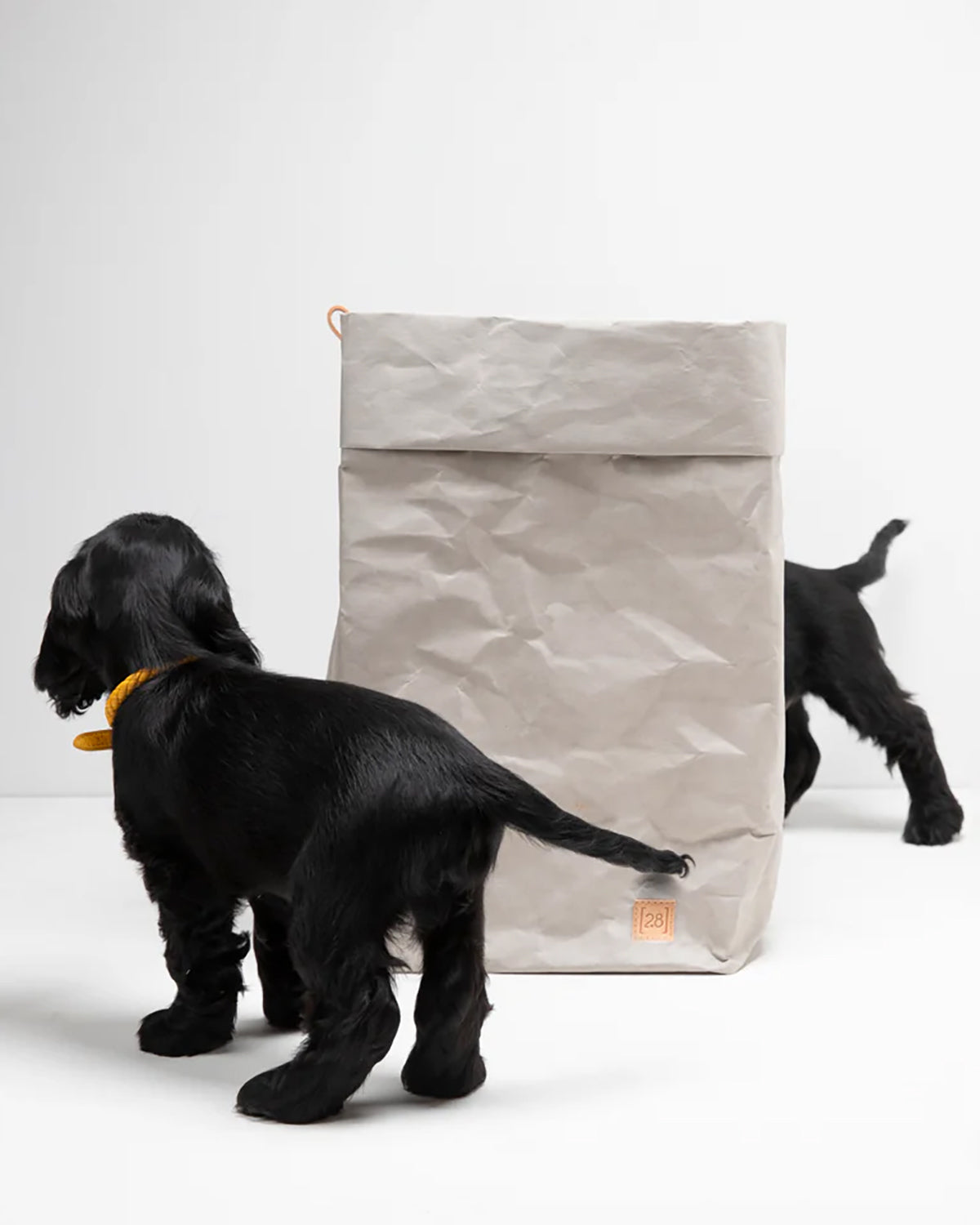 אחסון מזון לכלבים