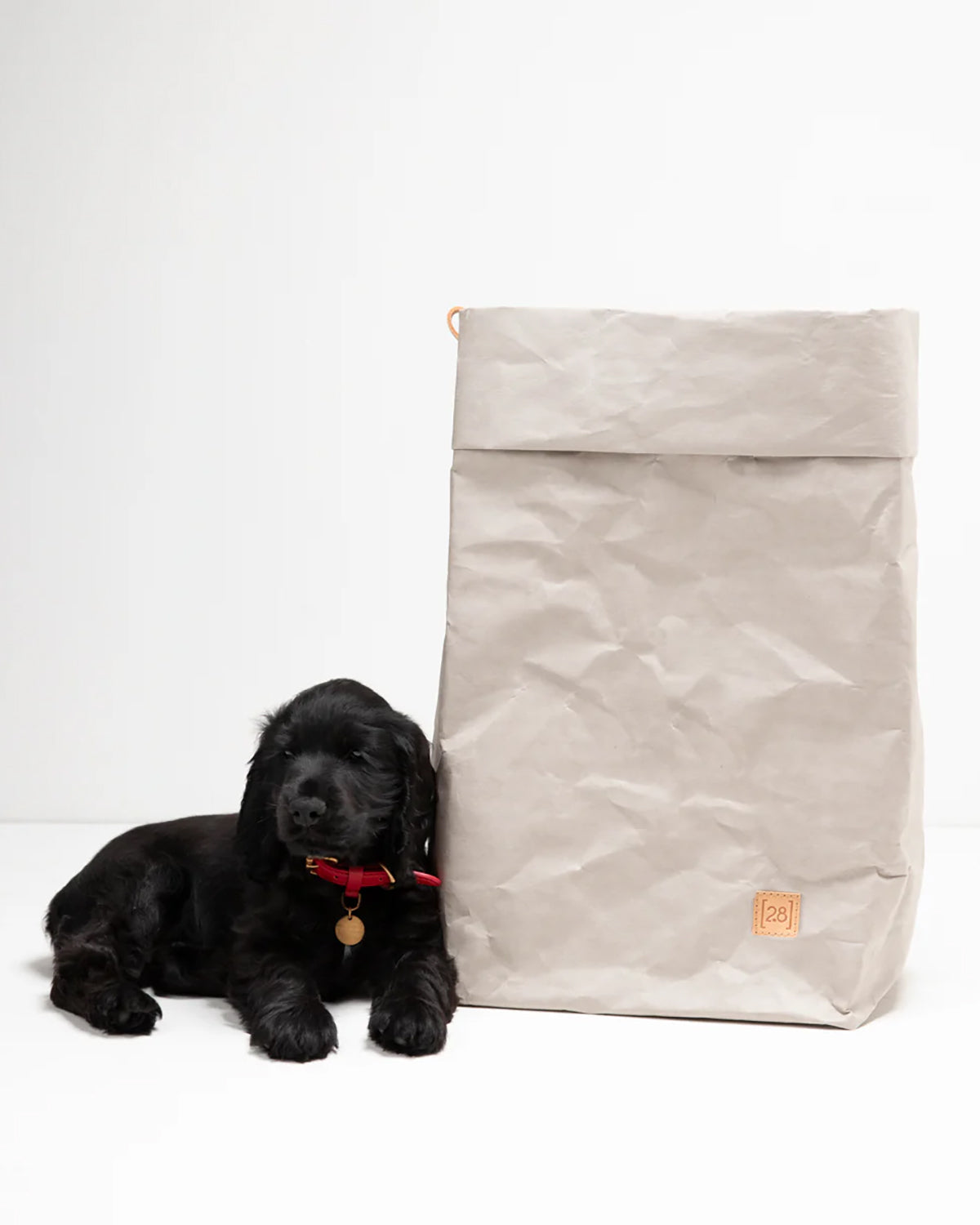 אחסון מזון לכלבים