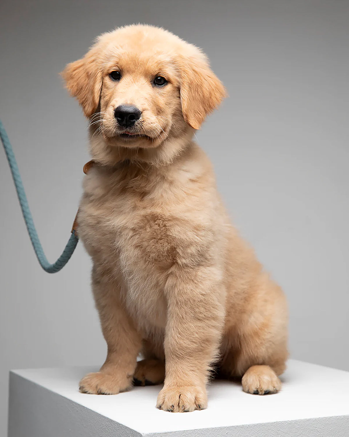 רצועת עור טבעוני לכלב