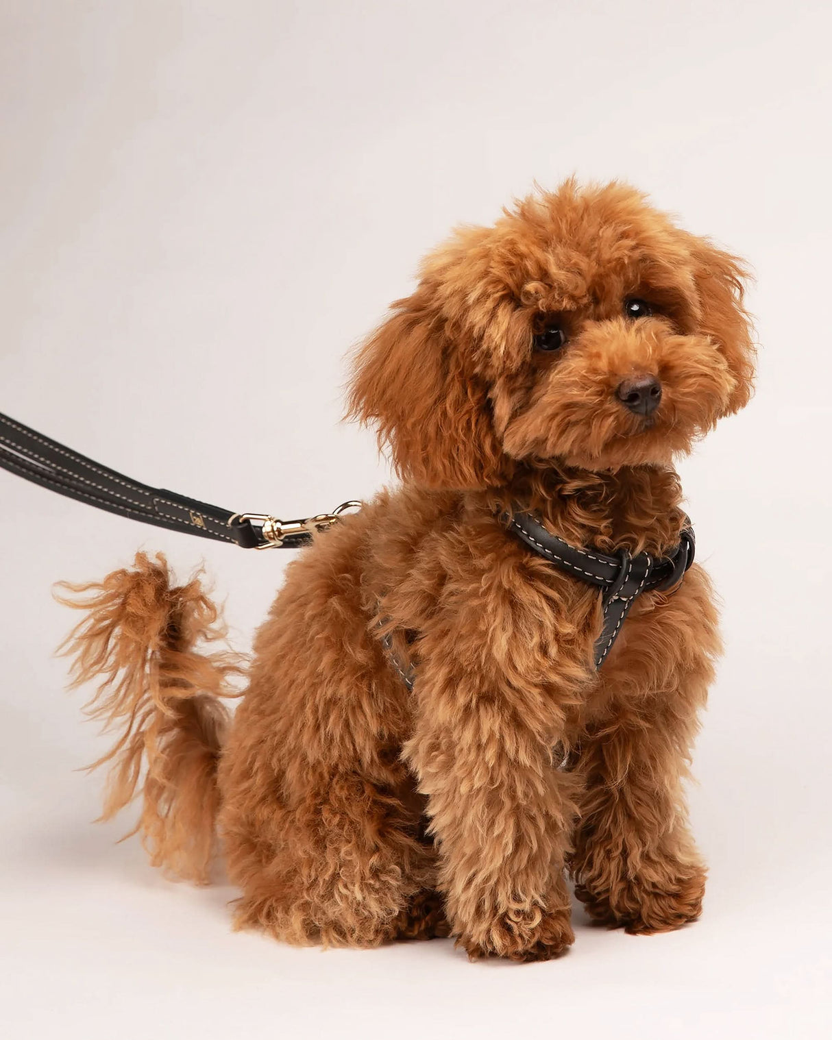 GABRIELE FREE-HANDS LONG LEATHER DOG LEASH | רצועת עור ארוכה ומתכווננת לכלבים