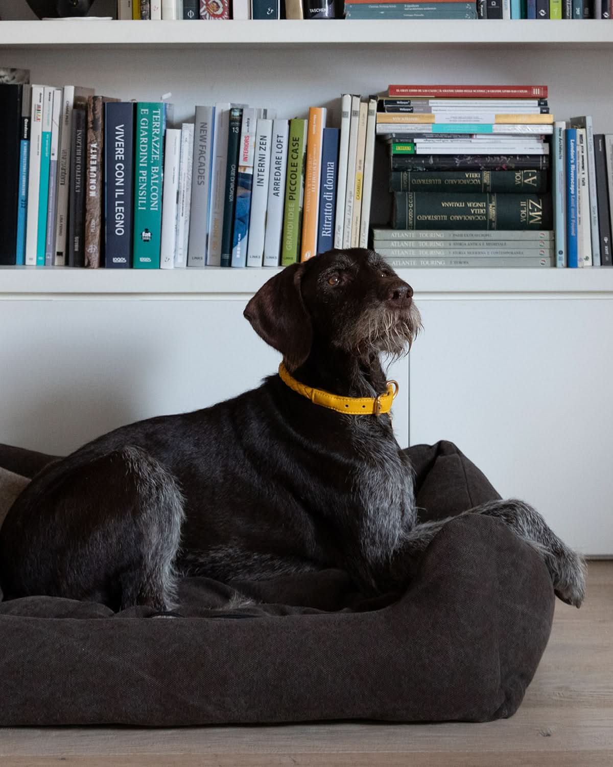 HENRI ORGANIC COTTON DOG BED | מיטה לכלב