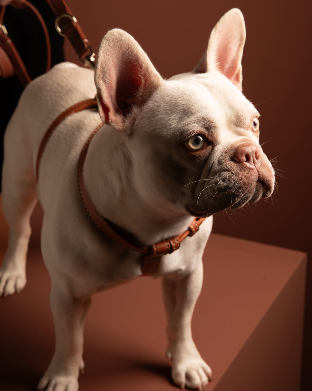 GABRIELE NAPPA LEATHER DOG HARNESS | רתמת עור נאפה לכלב