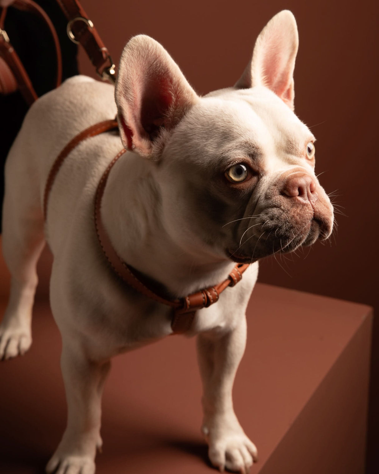 GABRIELE NAPPA LEATHER DOG HARNESS | רתמת עור נאפה לכלב