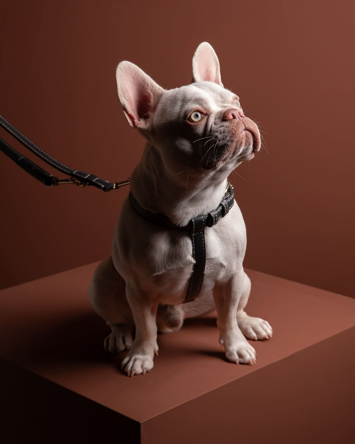 GABRIELE NAPPA LEATHER DOG HARNESS | רתמת עור נאפה לכלב