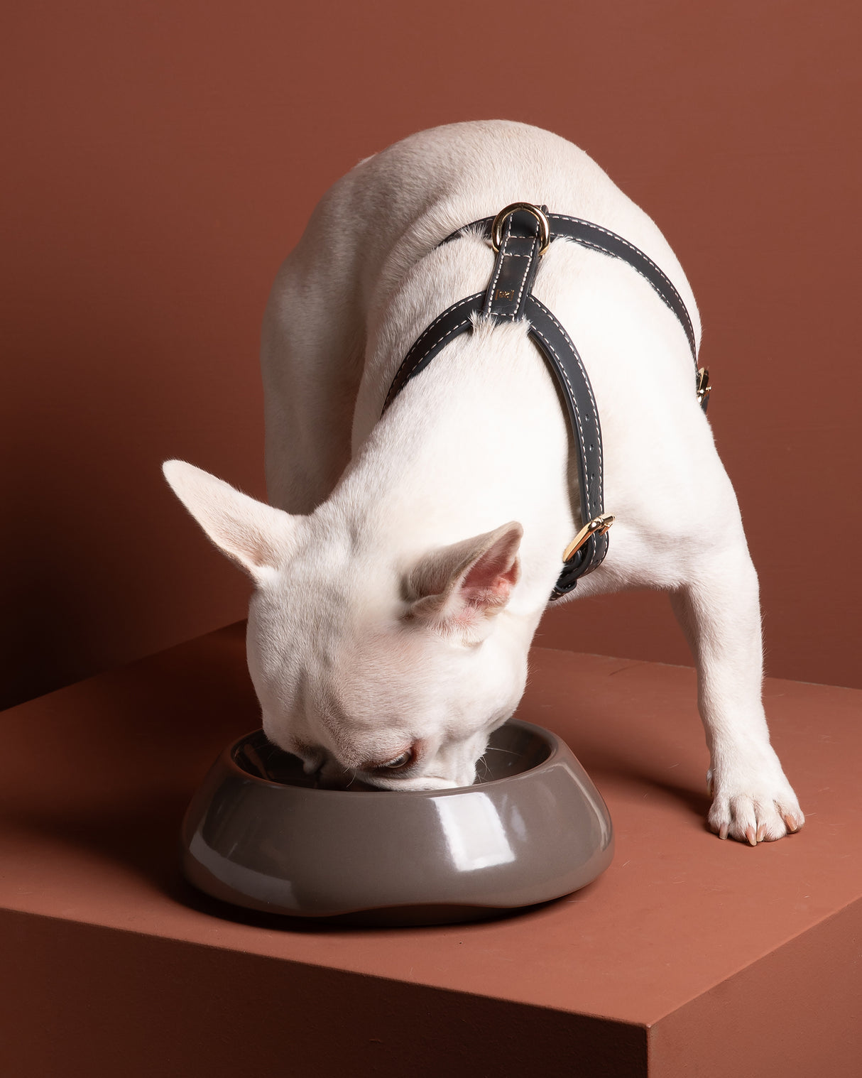 SARAH DOG & CAT CERAMIC BOWLS | קערות קרמיקה לכלבים ולחתולים