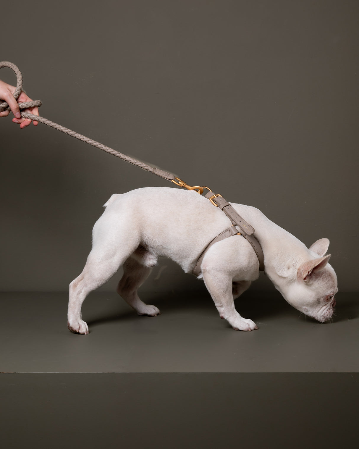 רתמת עור MARIO | רתמת עור לכלב