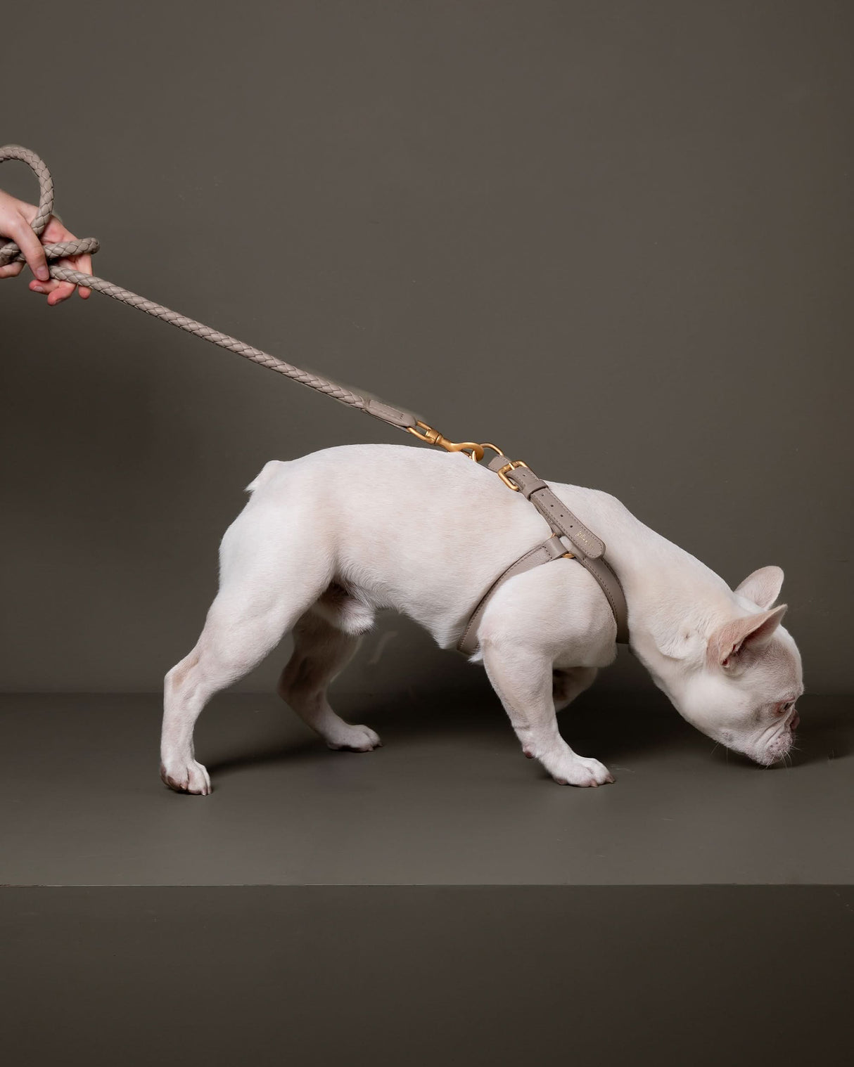 MARIO LEATHER HARNESS | רתמת עור לכלב