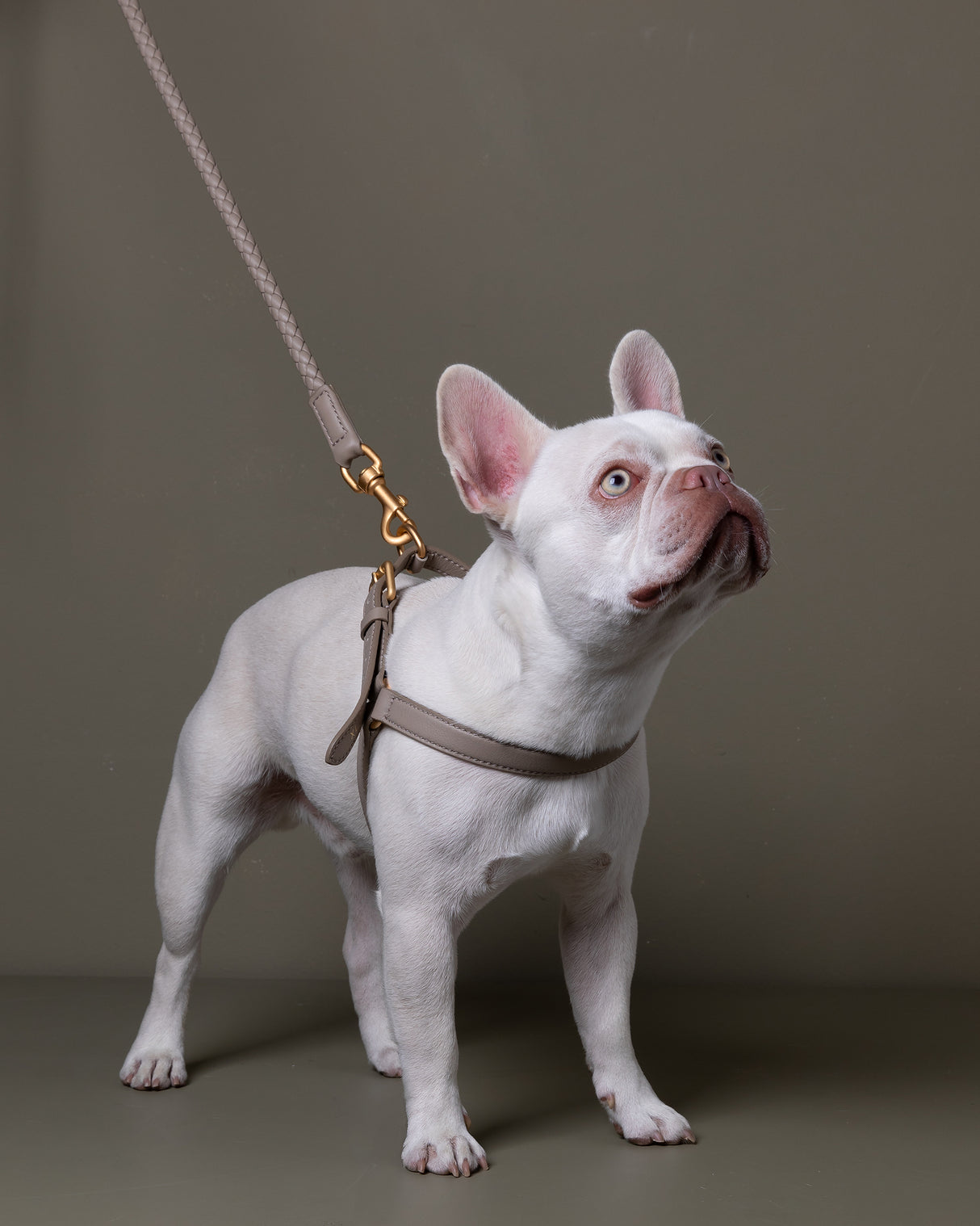 רתמת עור MARIO | רתמת עור לכלב