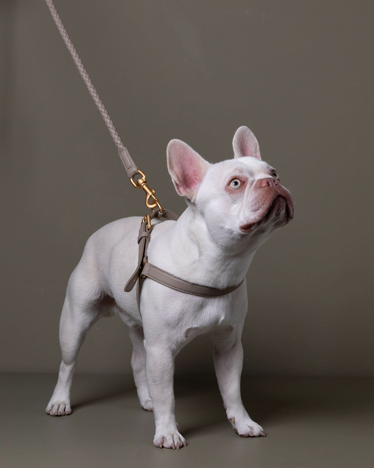 רתמה לכלב מעור נאפה איטלקי | MARIO NAPPA LEATHER DOG HARNESS