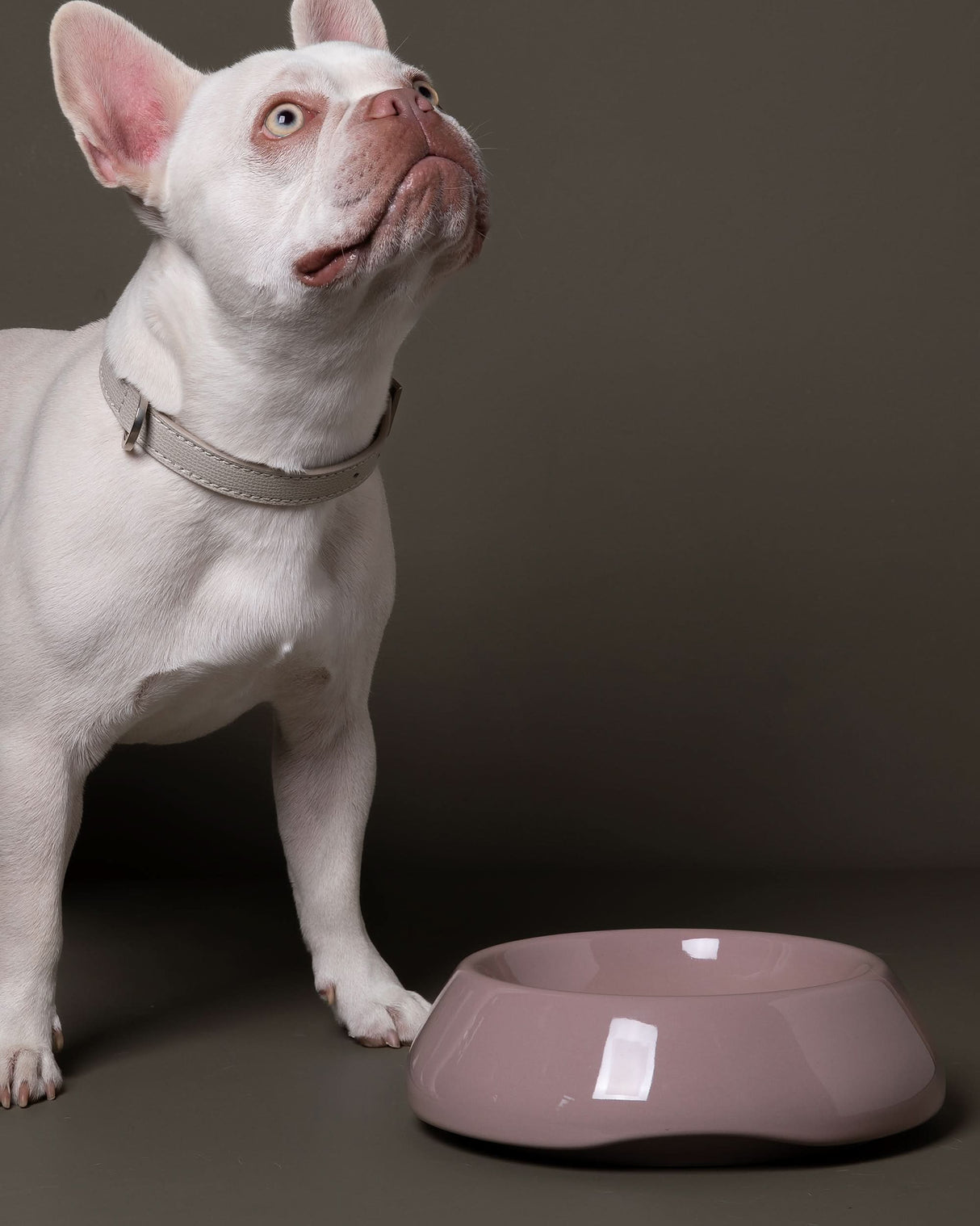 SARAH DOG & CAT CERAMIC BOWLS | קערות קרמיקה לכלבים ולחתולים