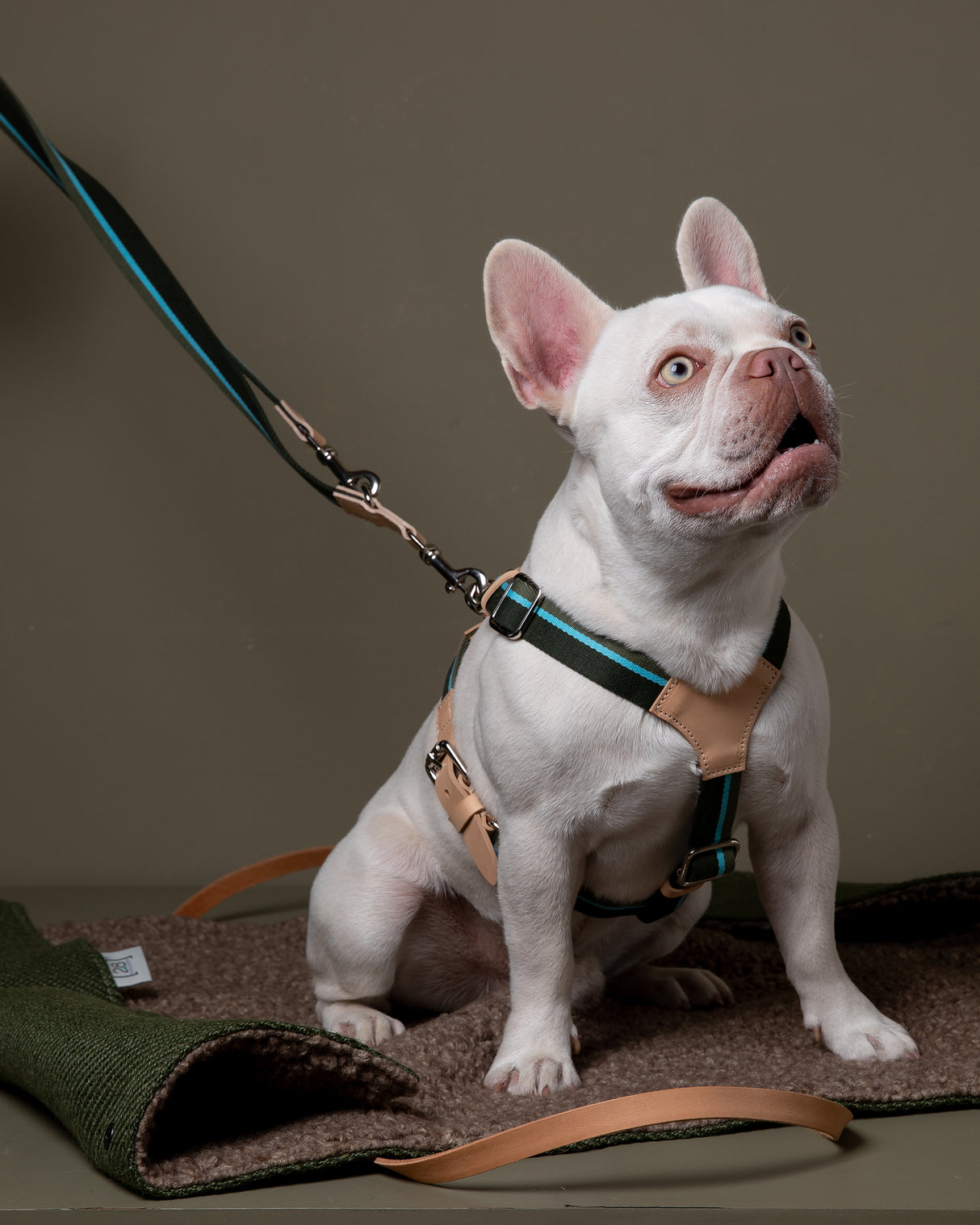 FRANCO RIBBON DOG HANRESS | רתמה לכלב