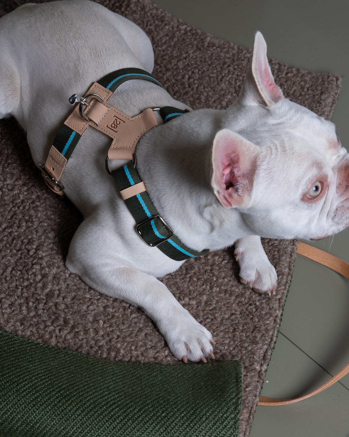 FRANCO RIBBON DOG HANRESS | רתמה לכלב