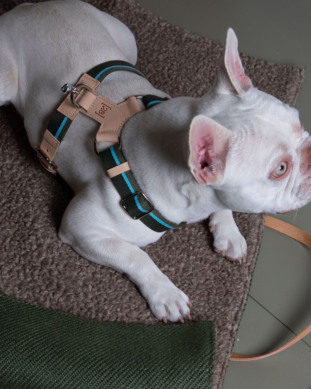 רתמה לכלב מכותנה איטלקית בשילוב עור | FRANCO RIBBON DOG HANRESS