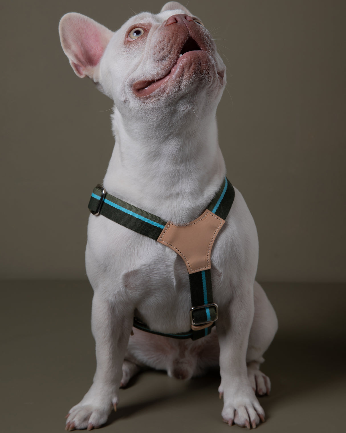 FRANCO RIBBON DOG HANRESS | רתמה לכלב