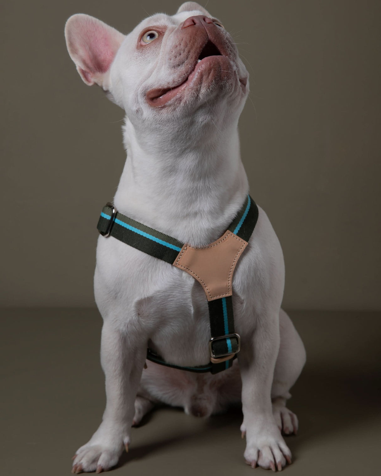 FRANCO RIBBON DOG HANRESS | רתמה לכלב