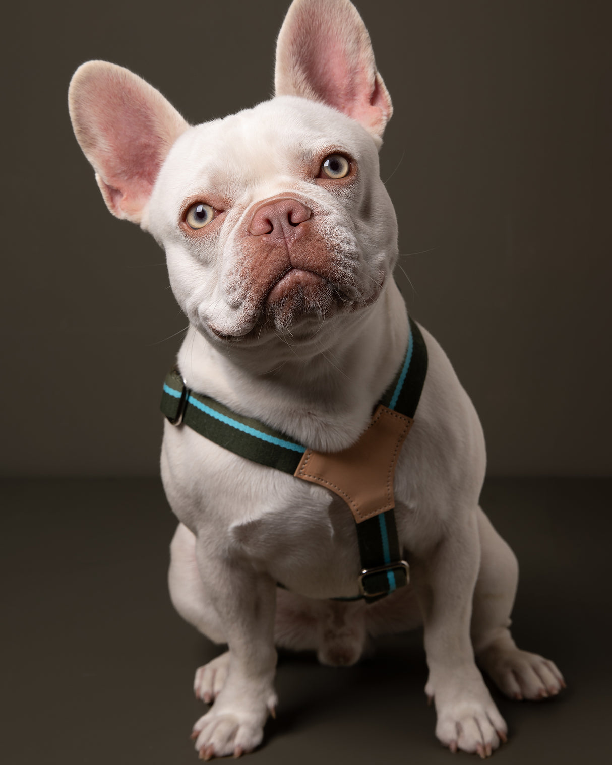 FRANCO RIBBON DOG HANRESS | רתמה לכלב