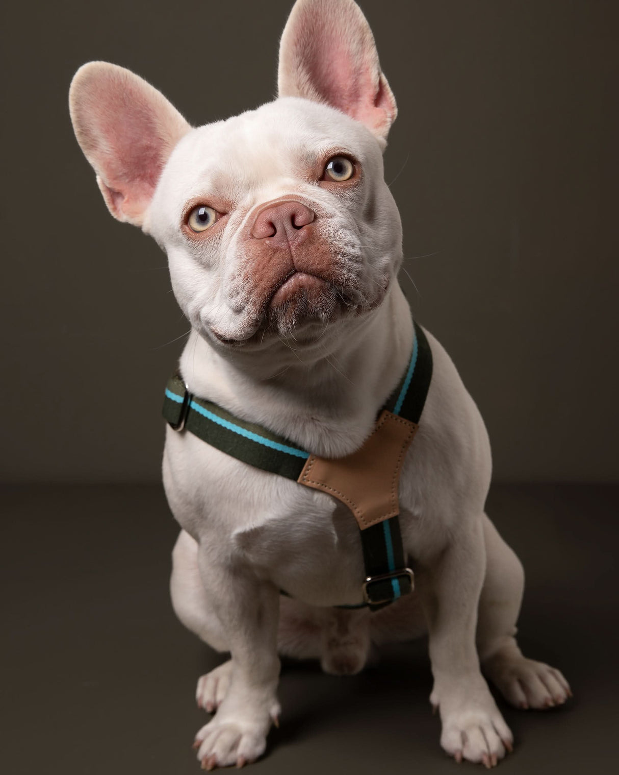 רתמה לכלב מכותנה איטלקית בשילוב עור | FRANCO RIBBON DOG HANRESS