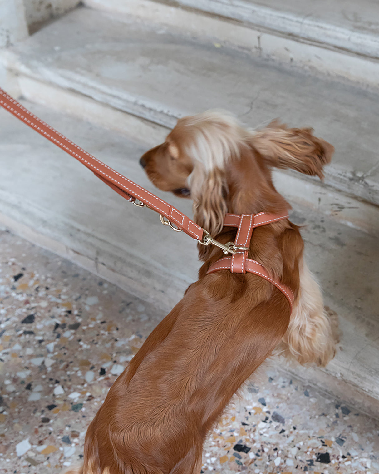 GABRIELE FREE-HANDS LONG LEATHER DOG LEASH | רצועת עור ארוכה ומתכווננת לכלבים