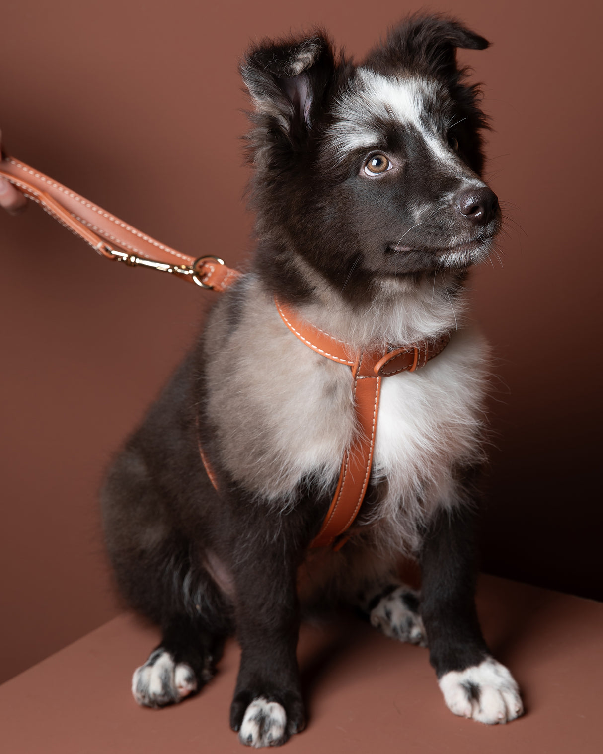 GABRIELE NAPPA LEATHER DOG HARNESS | רתמת עור נאפה לכלב