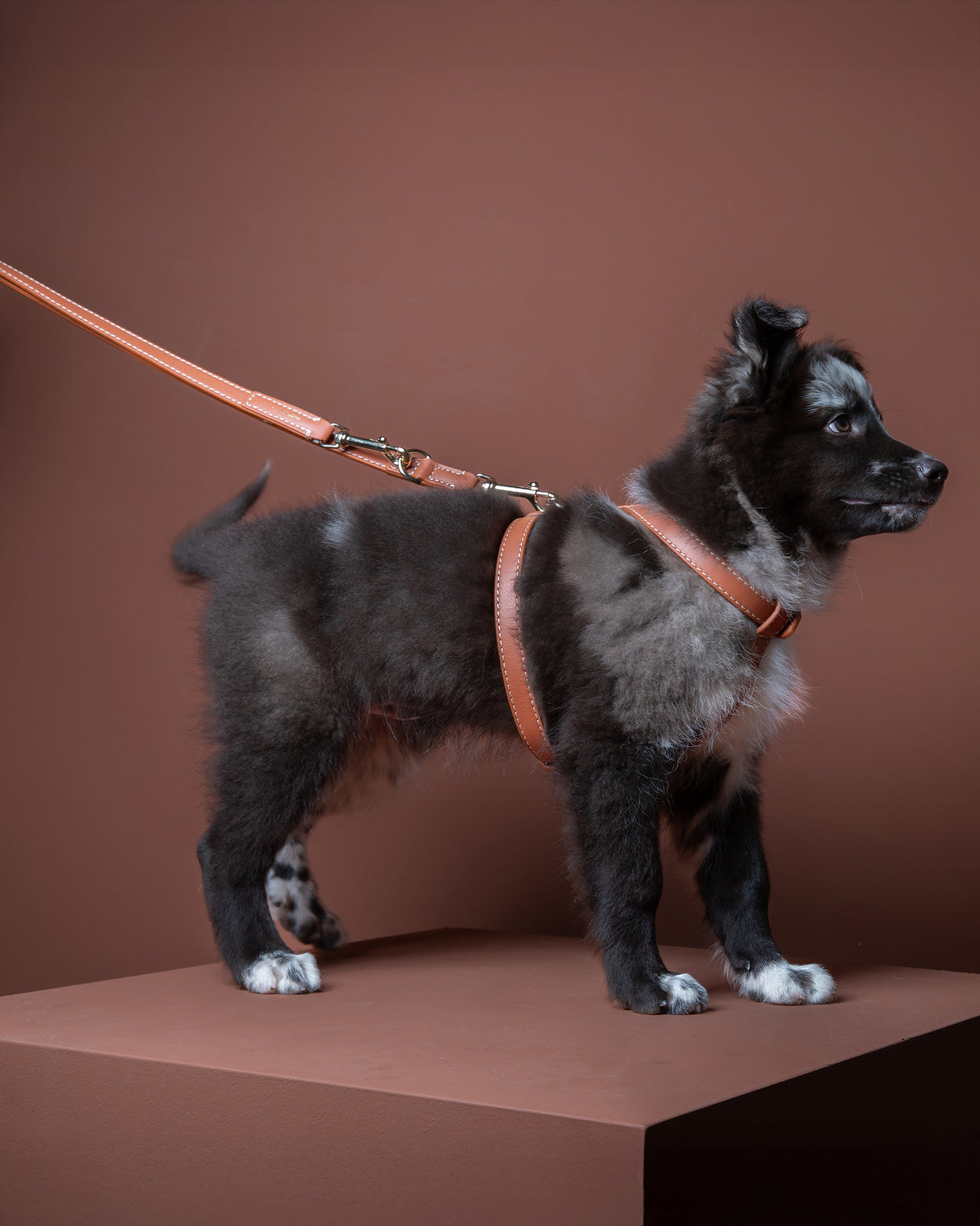 GABRIELE NAPPA LEATHER DOG HARNESS | רתמת עור נאפה לכלב