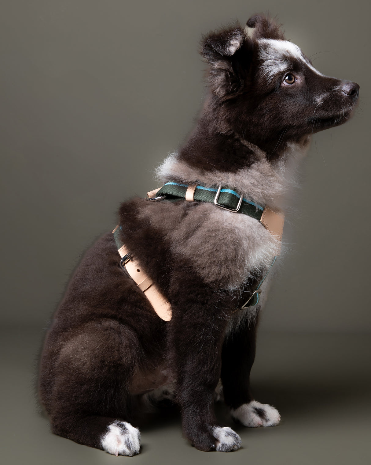 FRANCO RIBBON DOG HANRESS | רתמה לכלב