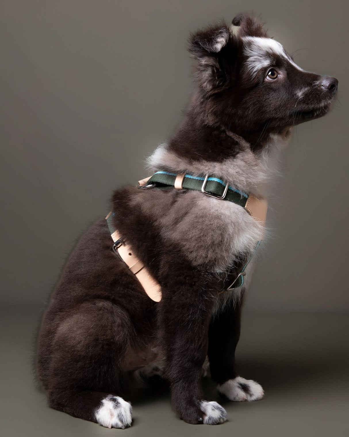 רתמה לכלב מכותנה איטלקית בשילוב עור | FRANCO RIBBON DOG HANRESS