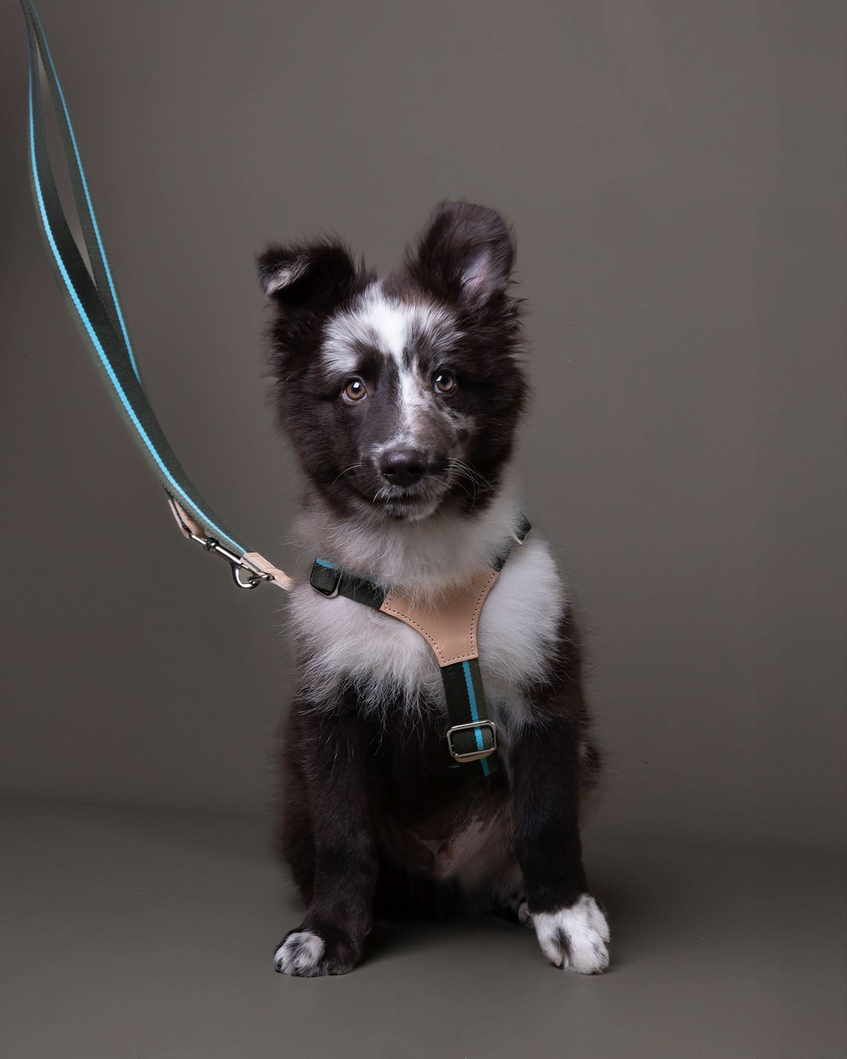 רתמה לכלב מכותנה איטלקית בשילוב עור | FRANCO RIBBON DOG HANRESS