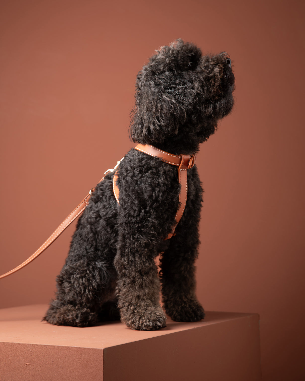 GABRIELE NAPPA LEATHER DOG HARNESS | רתמת עור נאפה לכלב