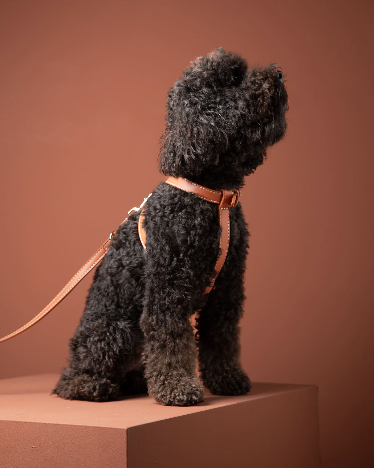 GABRIELE NAPPA LEATHER DOG HARNESS | רתמת עור נאפה לכלב