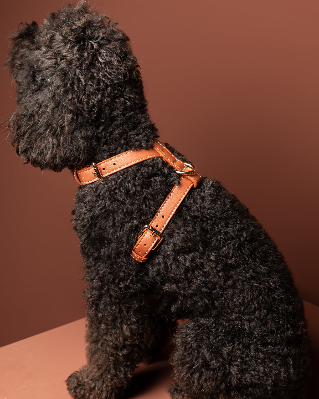GABRIELE NAPPA LEATHER DOG HARNESS | רתמת עור נאפה לכלב