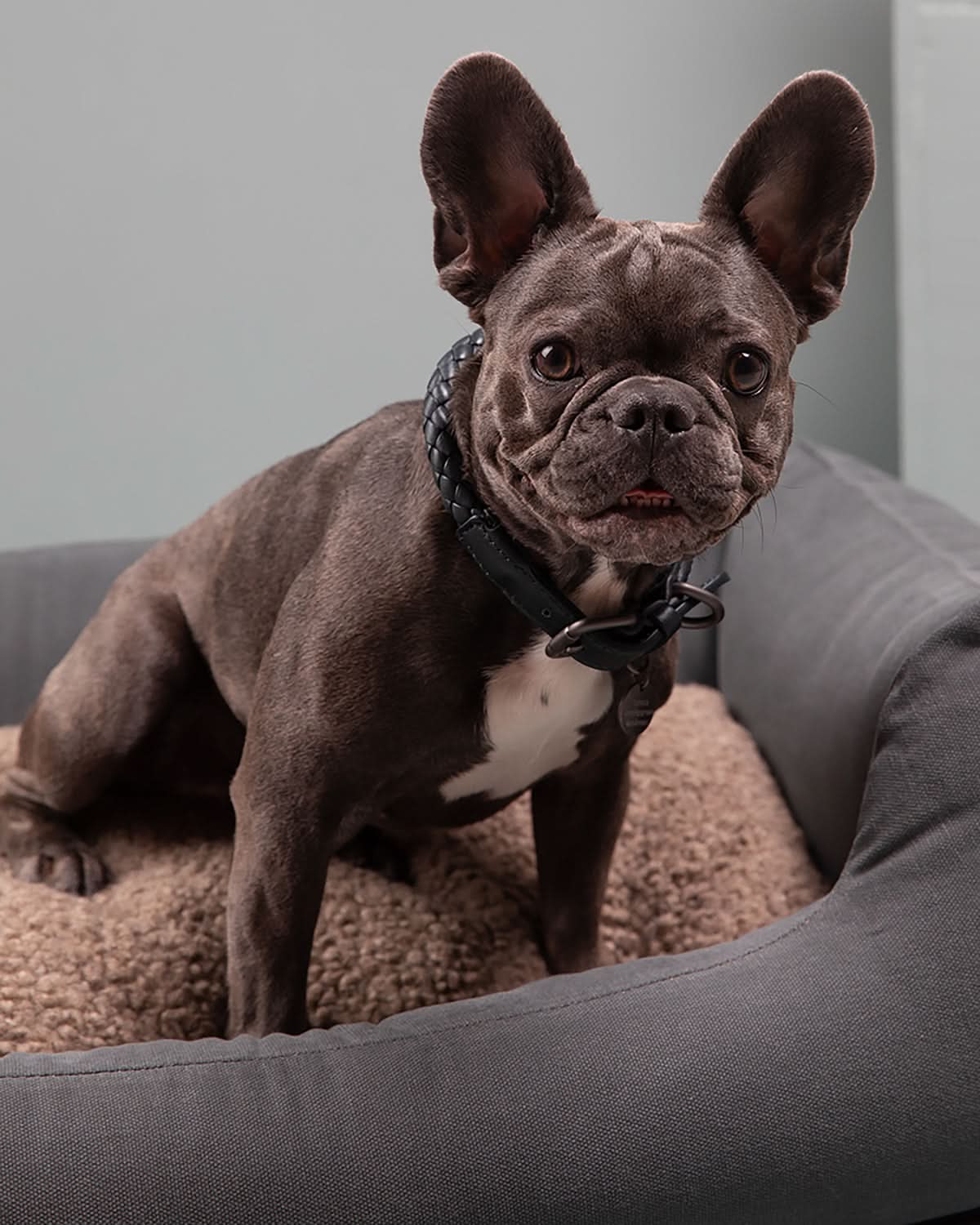HENRI COTTON CANVAS DOG BED | מיטה לכלב