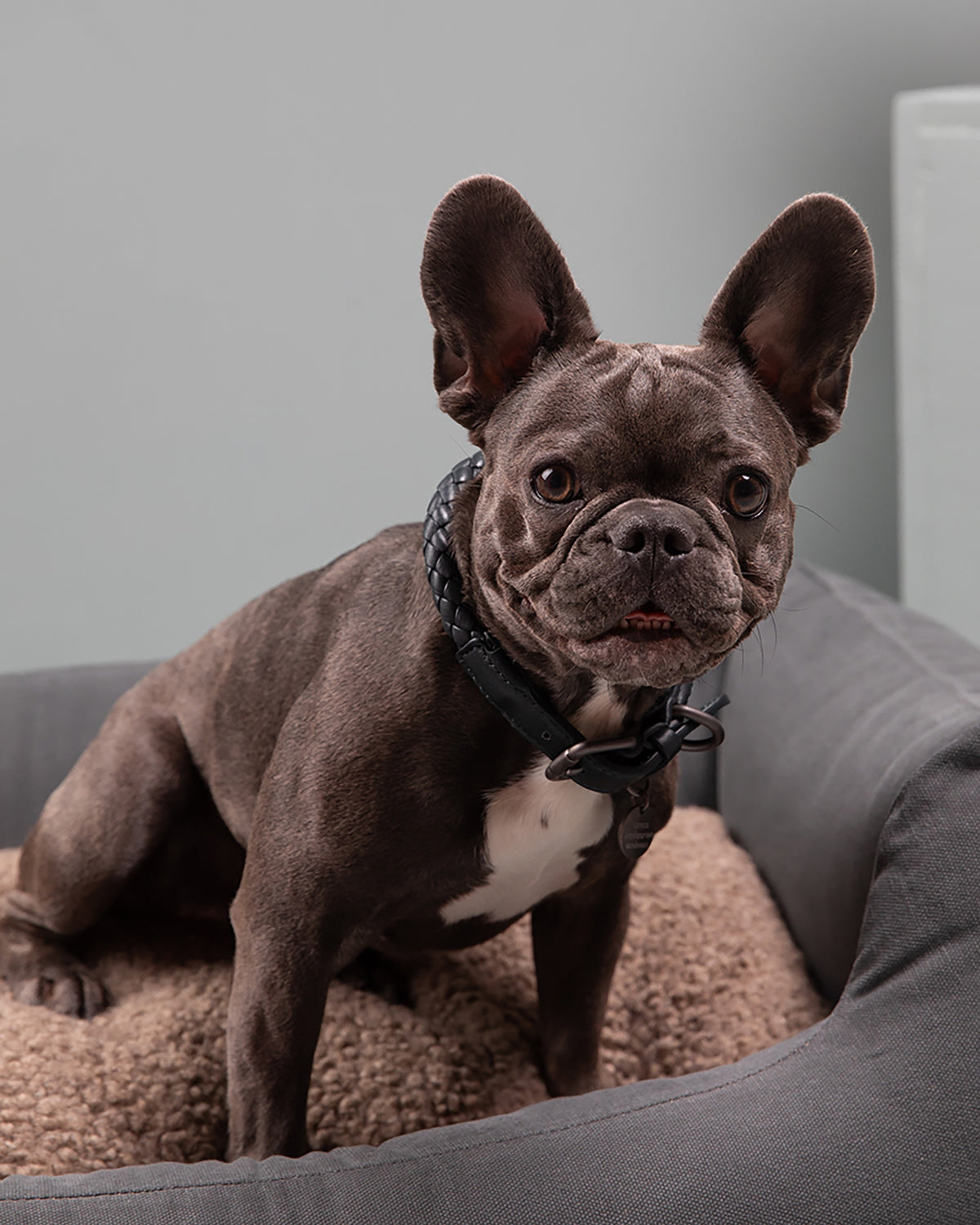 קולר עור לכלבים