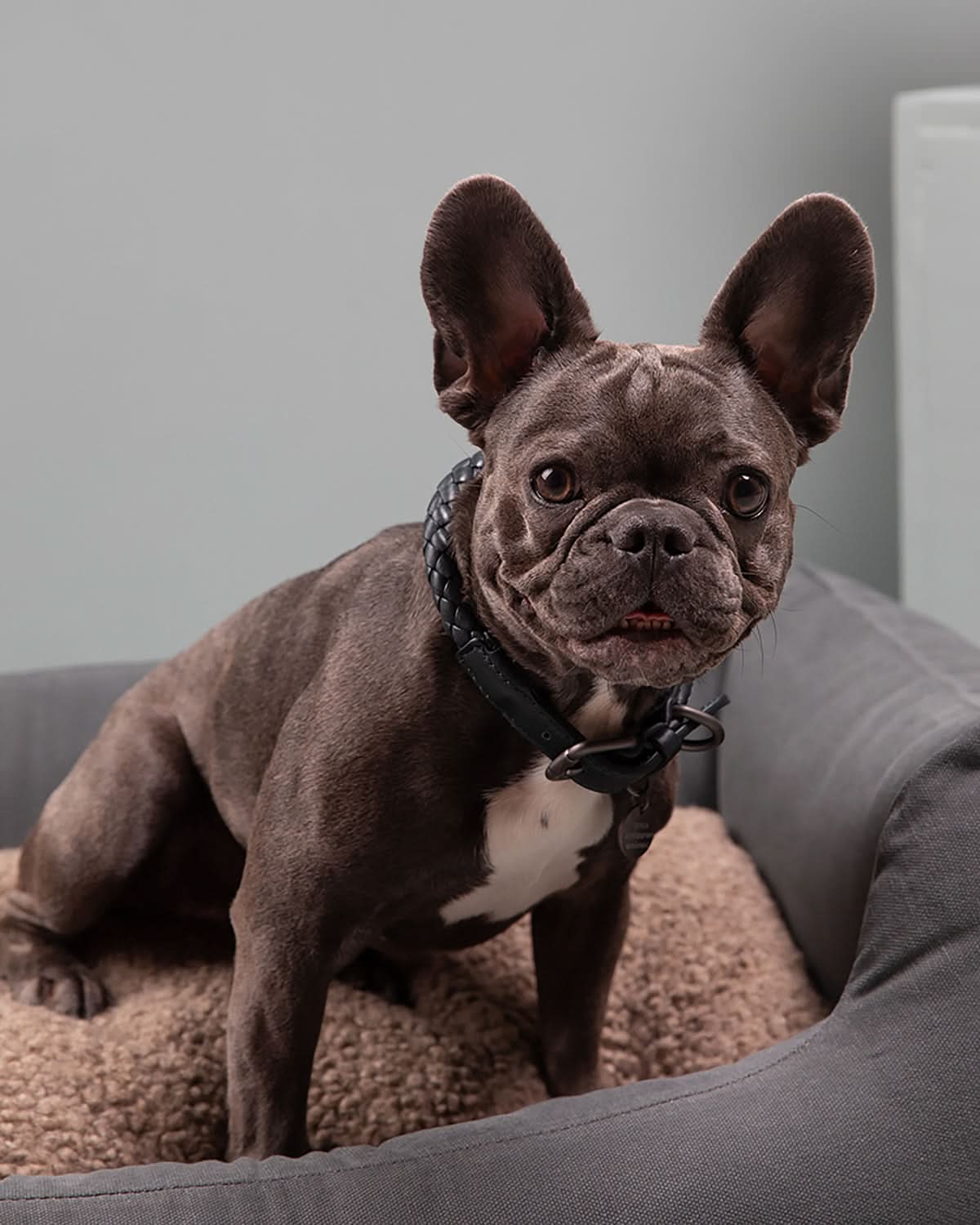 קולר עור לכלבים