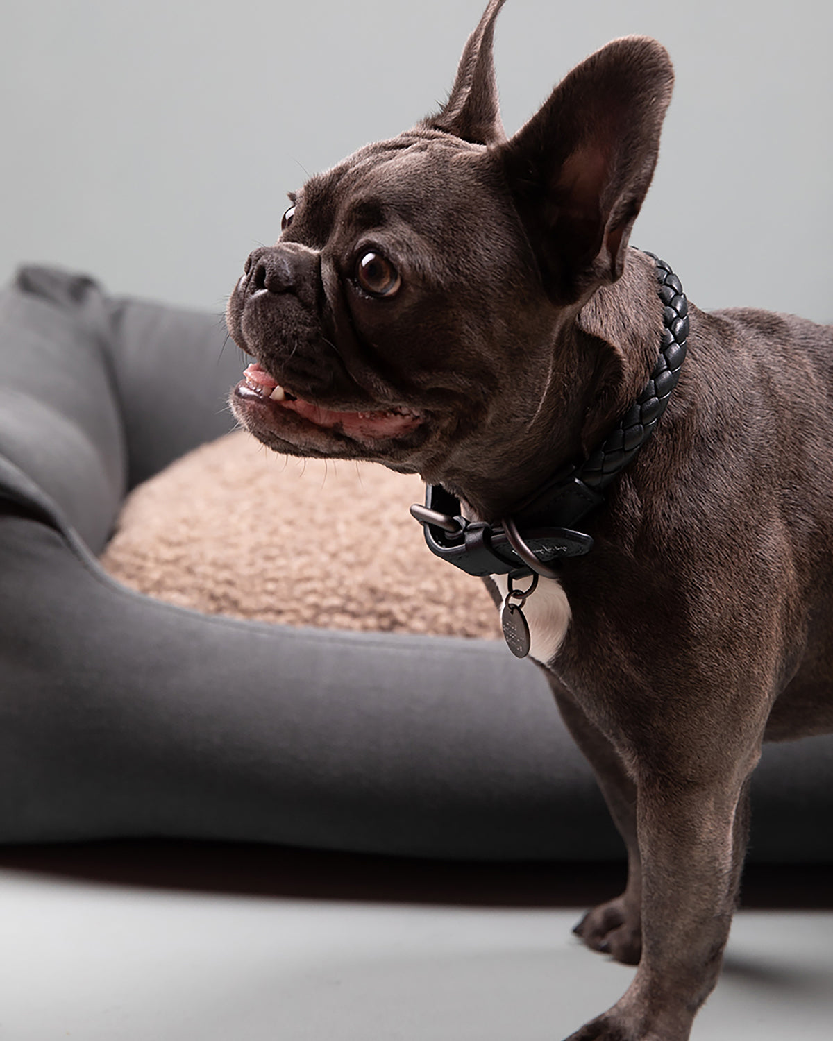 קולר עור לכלבים