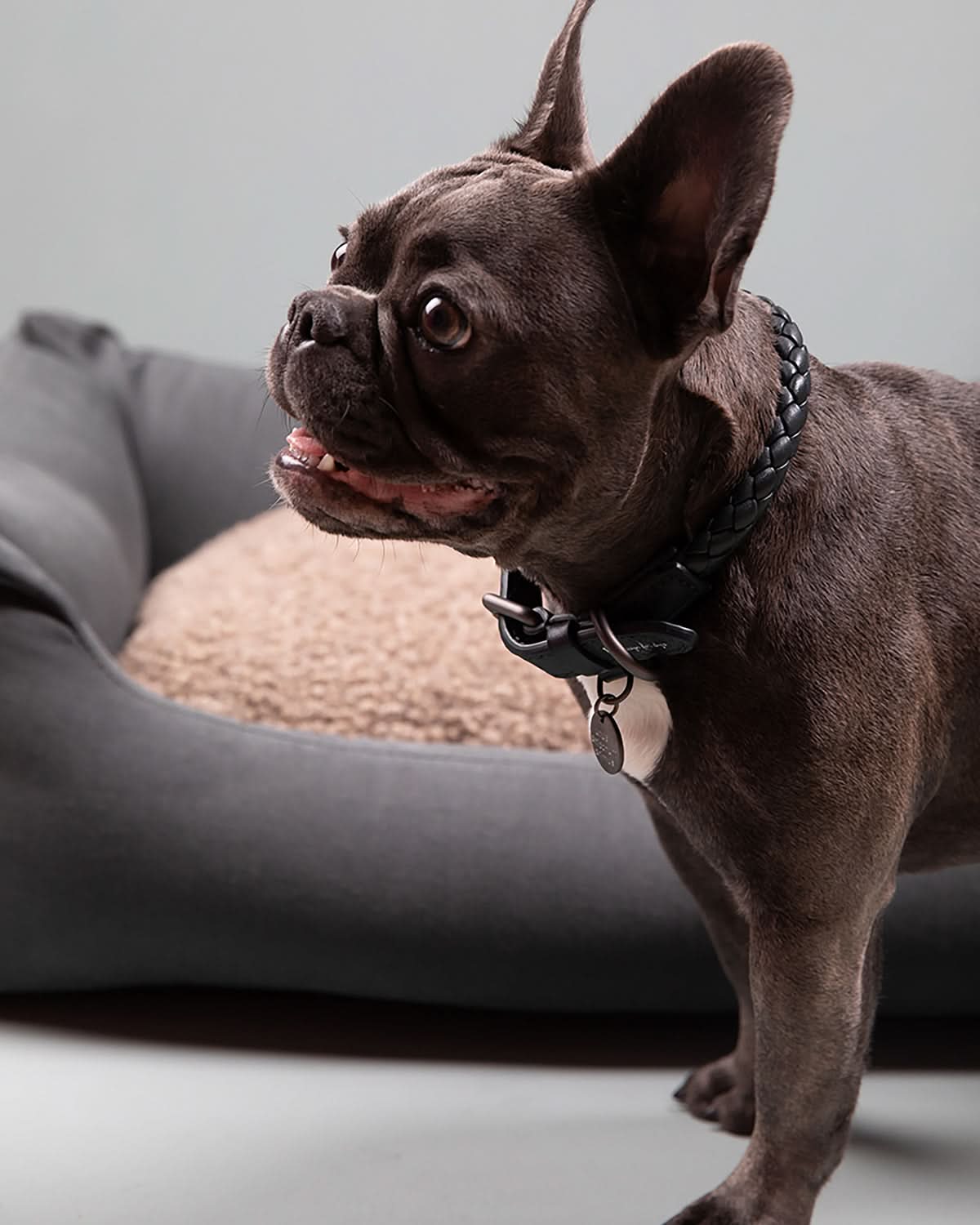 קולר עור לכלבים