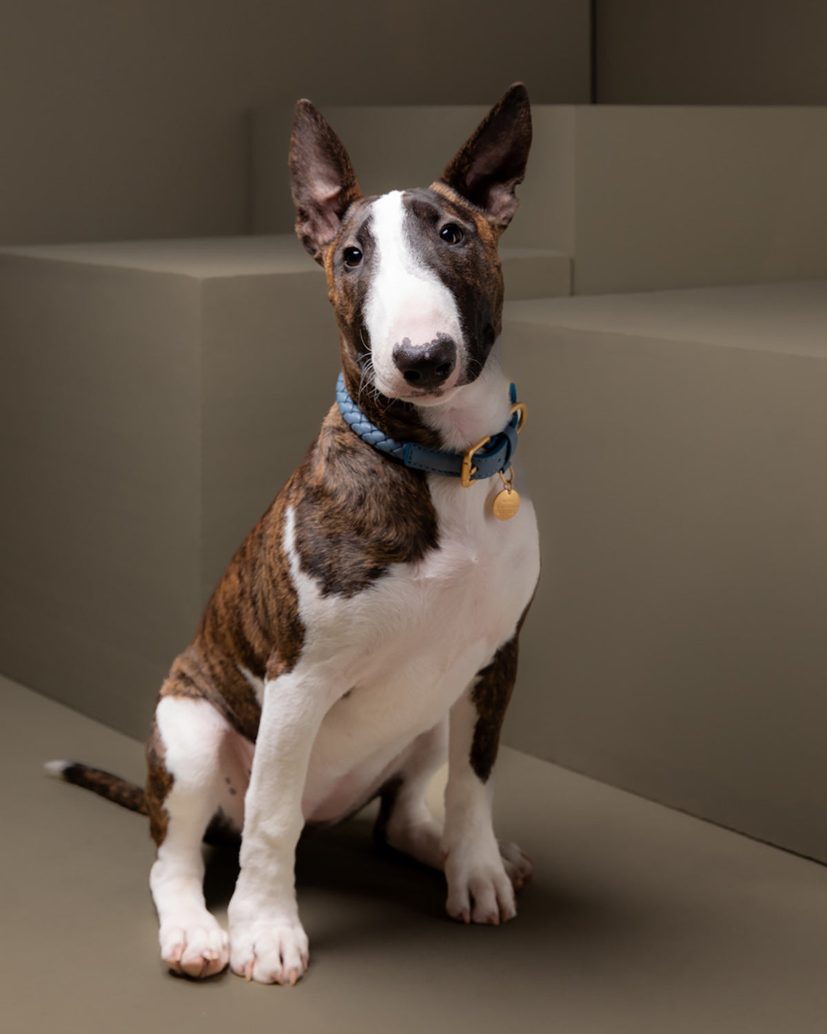 קולר עור לכלבים