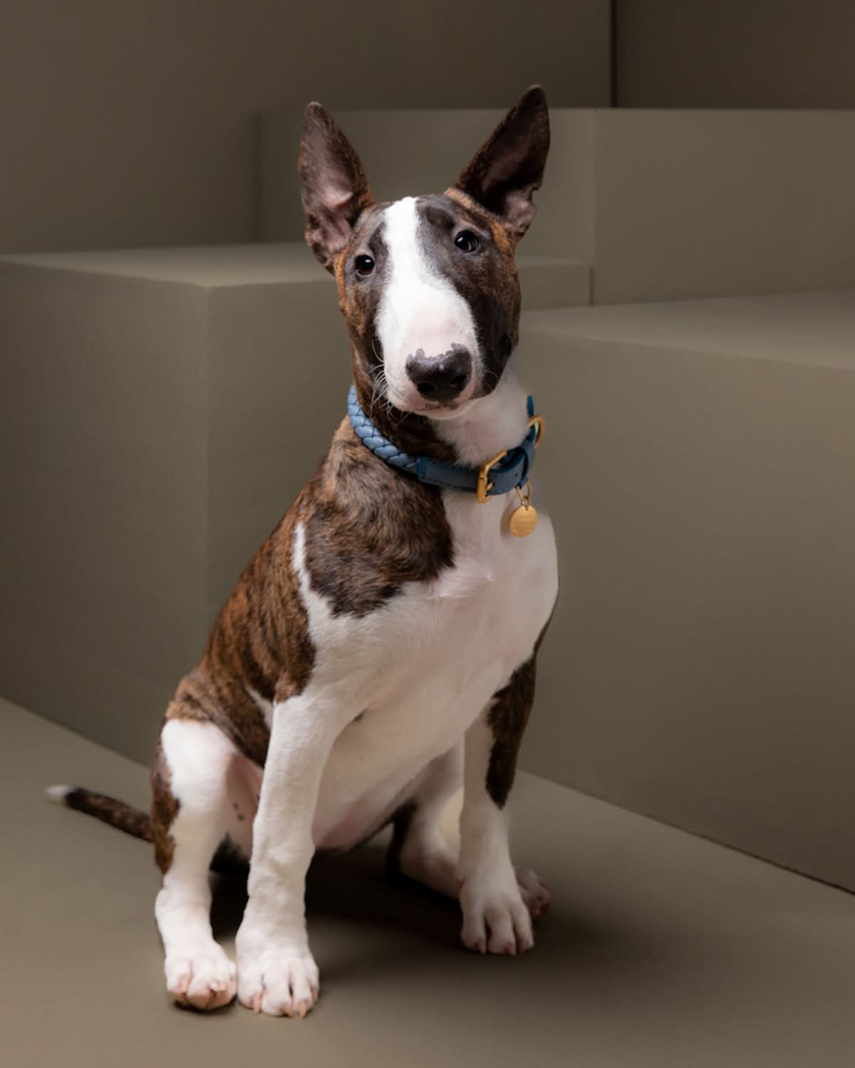 קולר עור לכלבים