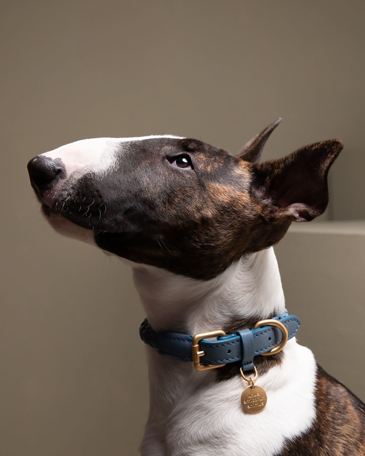 קולר עור לכלבים