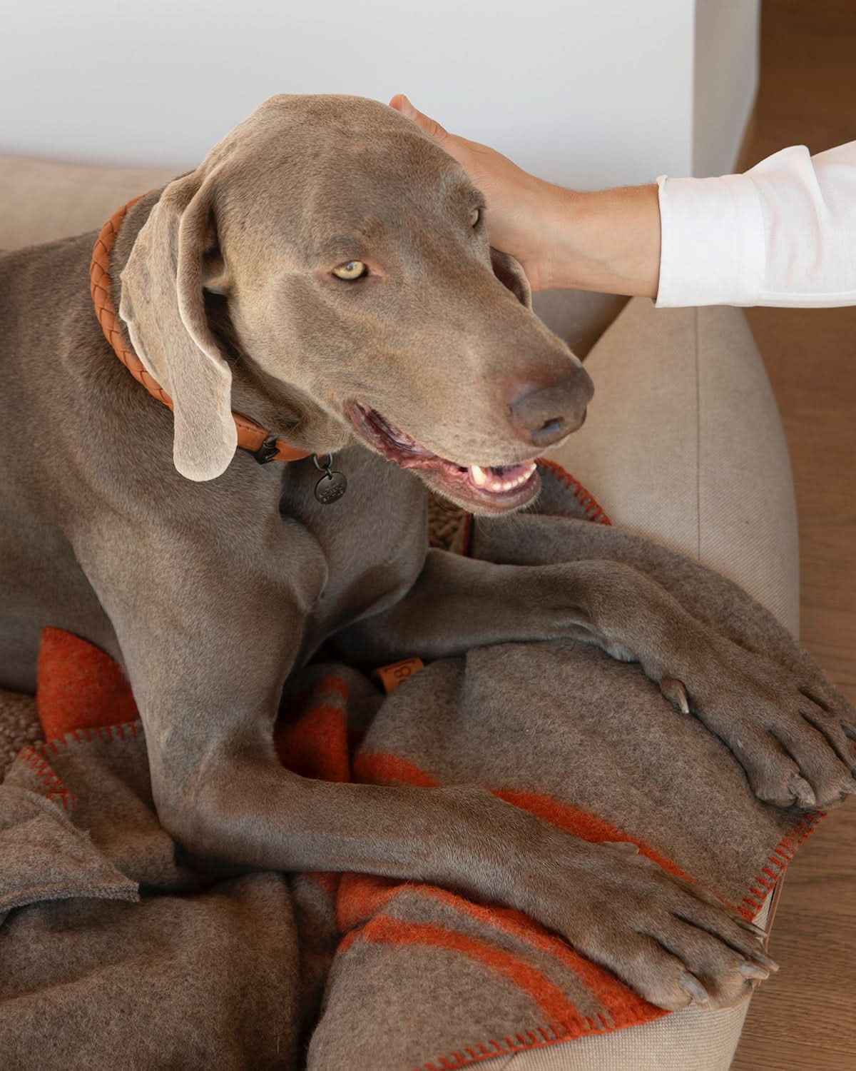 HENRI ORGANIC COTTON DOG BED | מיטה לכלב