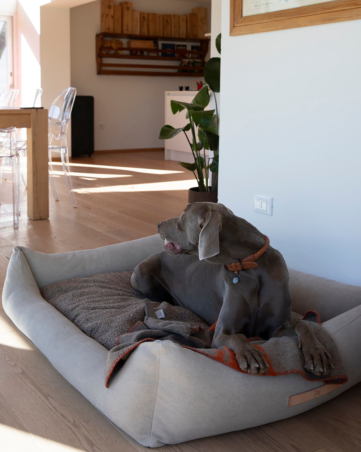 HENRI ORGANIC COTTON BED | מיטה לכלב