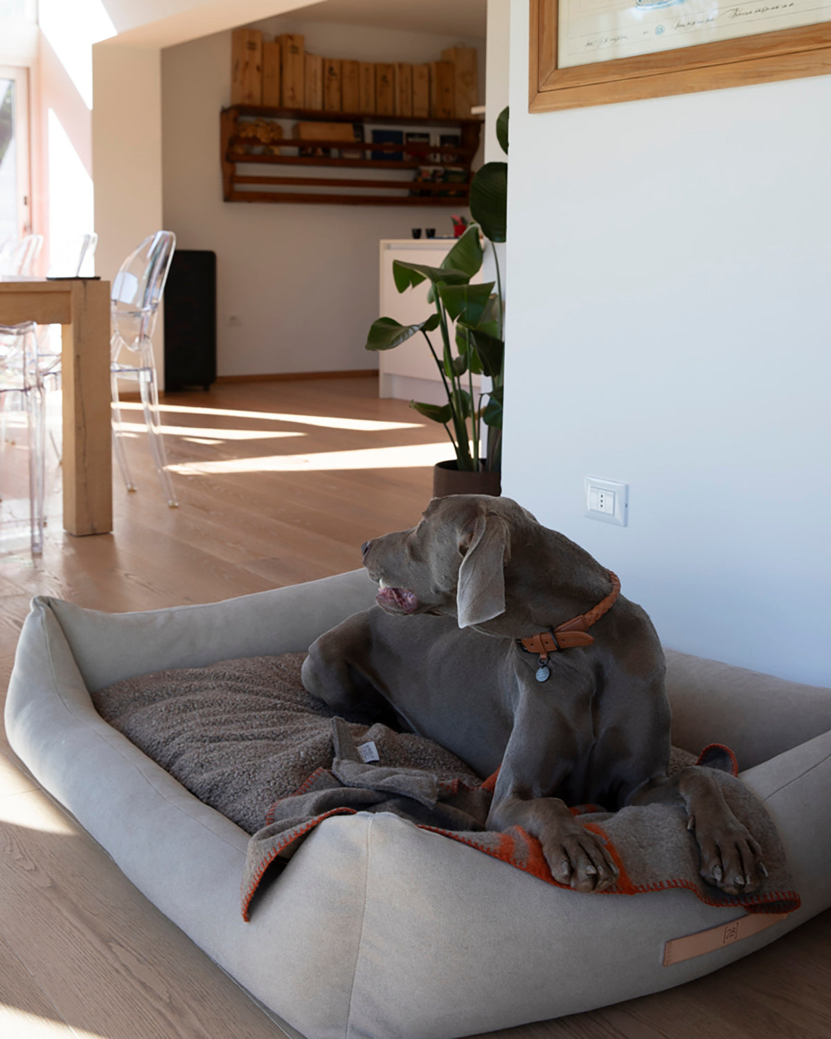 קולר עור לכלבים