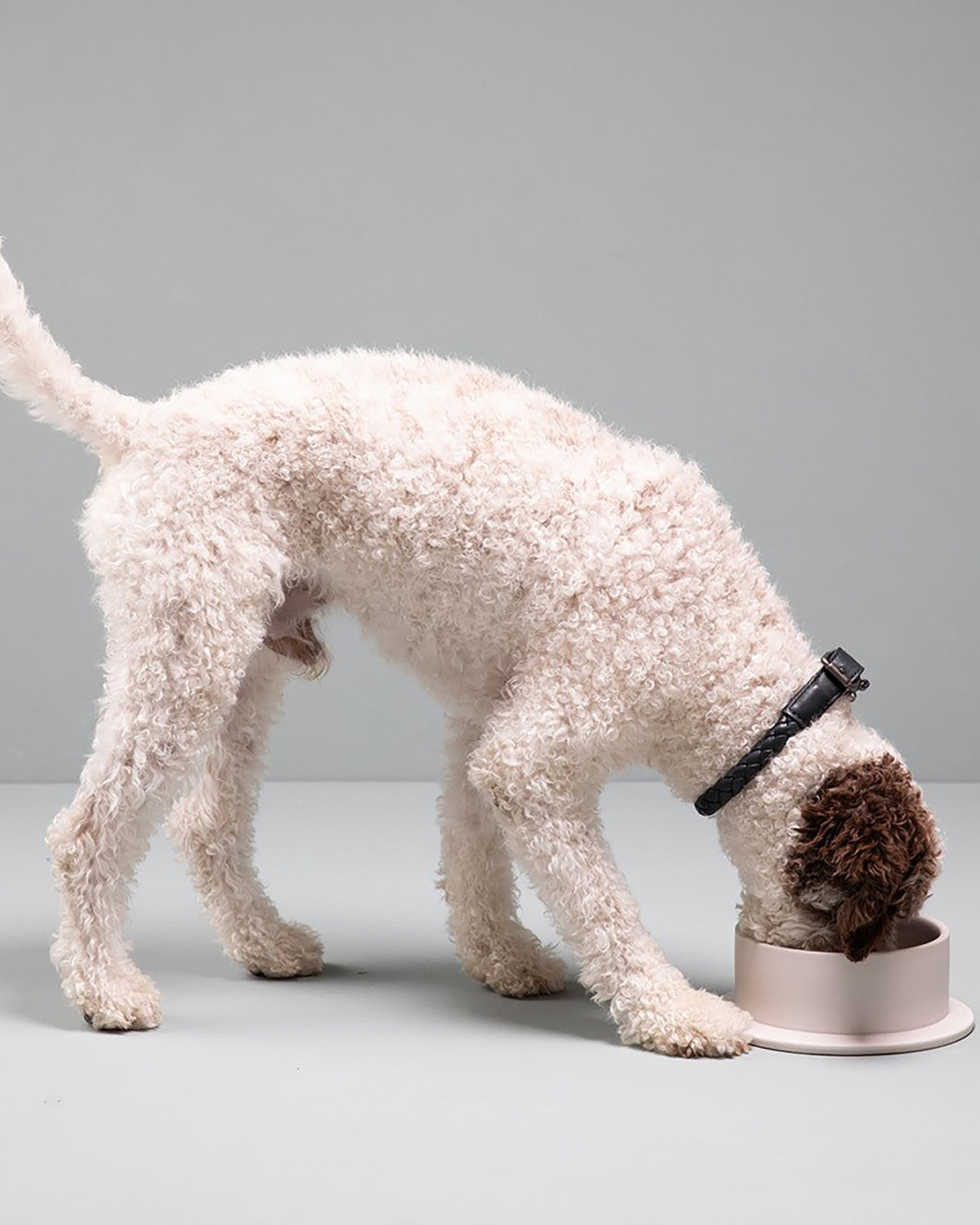 קולר עור לכלבים