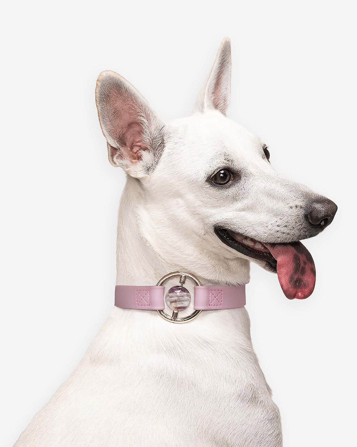 Crystal Walk Set For Dogs | סט רצועה וקולר משובץ אבן קריסטל