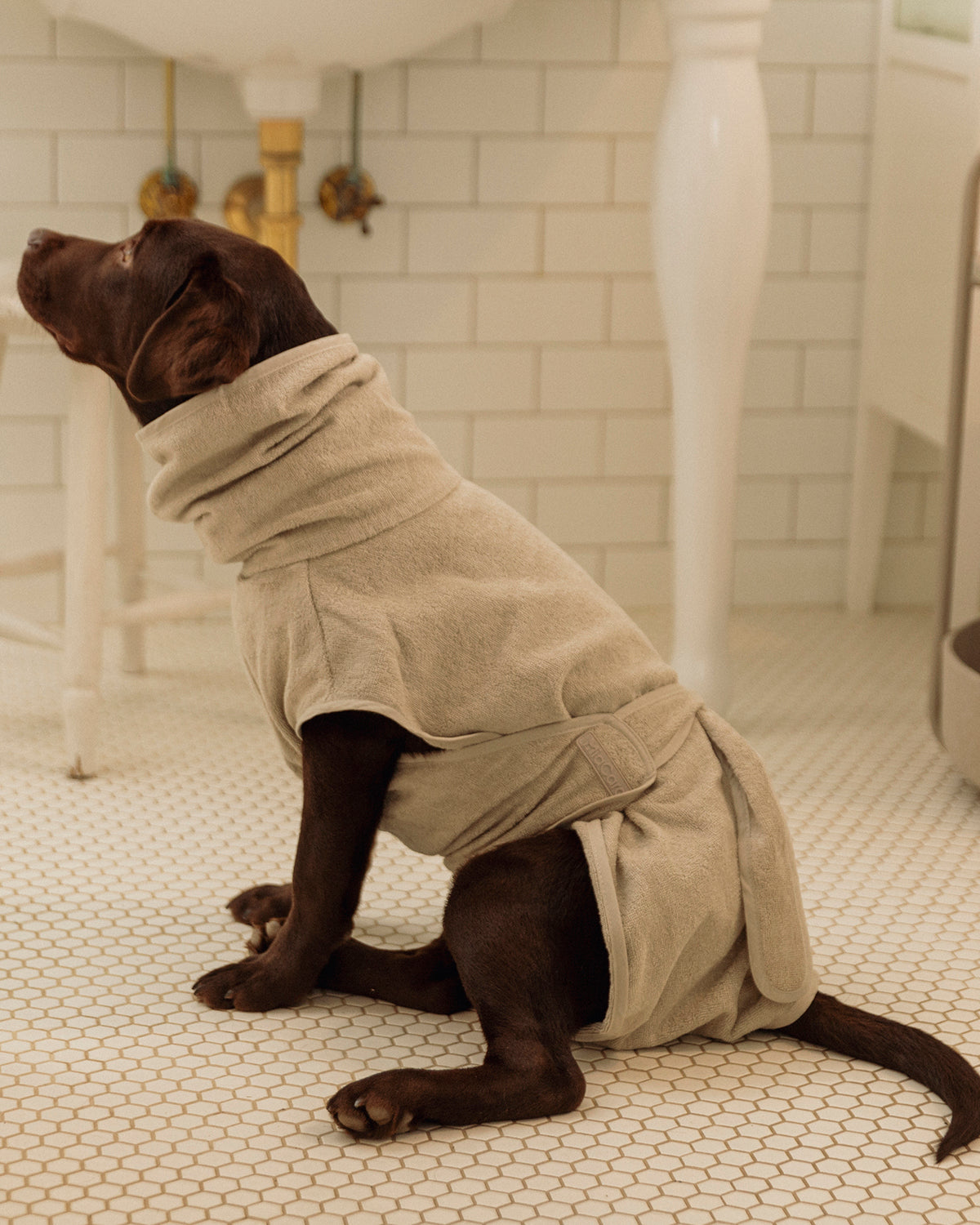 BAGNO DOG BATHROBE | חלוק רחצה לכלב