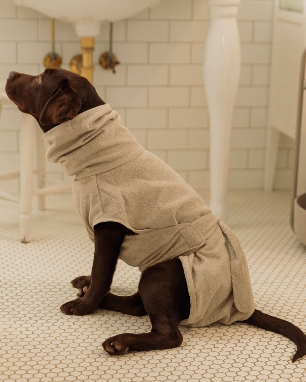 BAGNO DOG BATHROBE | חלוק רחצה לכלב