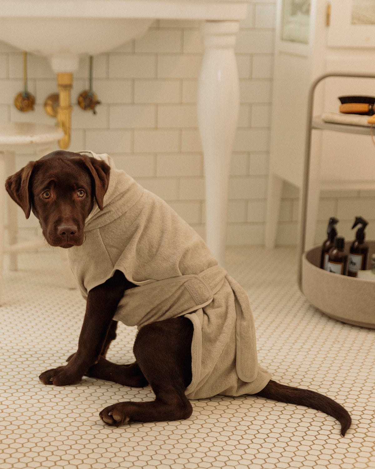 BAGNO DOG BATHROBE | חלוק רחצה לכלב